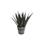 Agave kasvi ruukussa